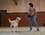 Martia Nelson & Rincon, Dog Dance practice